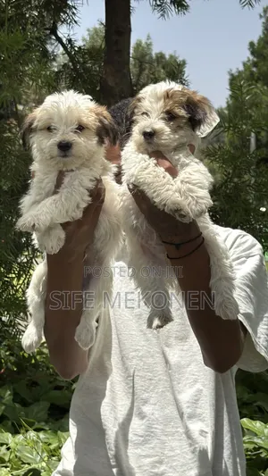 1-3 months Male Purebred Maltese
