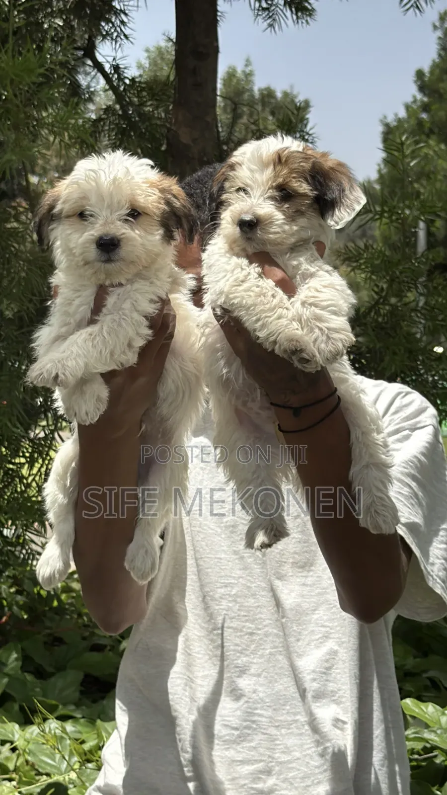 1-3 months Male Purebred Maltese