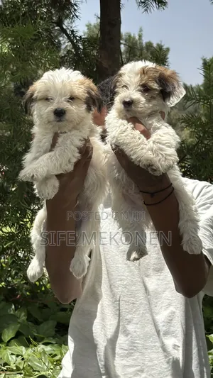 1-3 months Male Purebred Maltese