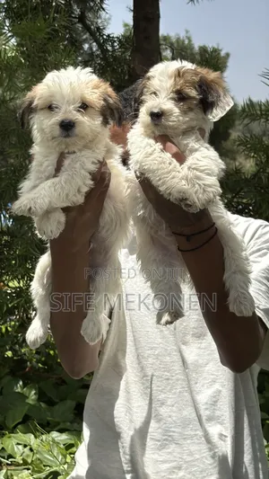 1-3 months Male Purebred Maltese