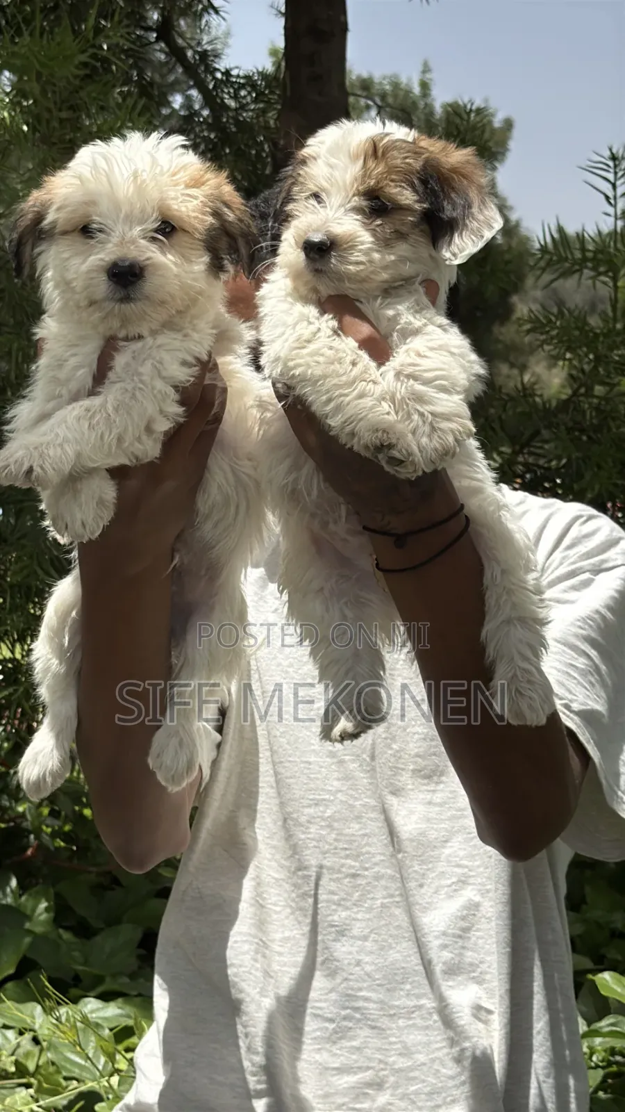 1-3 months Male Purebred Maltese