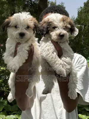1-3 months Male Purebred Maltese