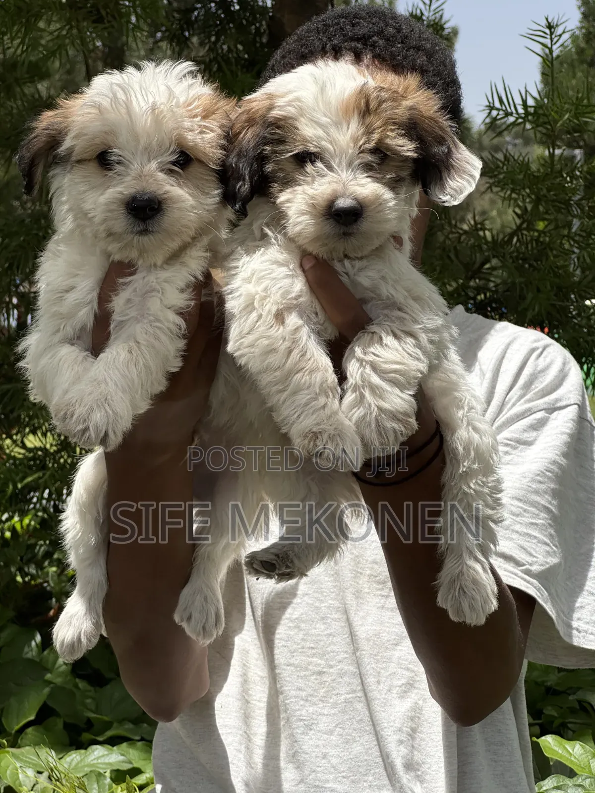 1-3 months Male Purebred Maltese