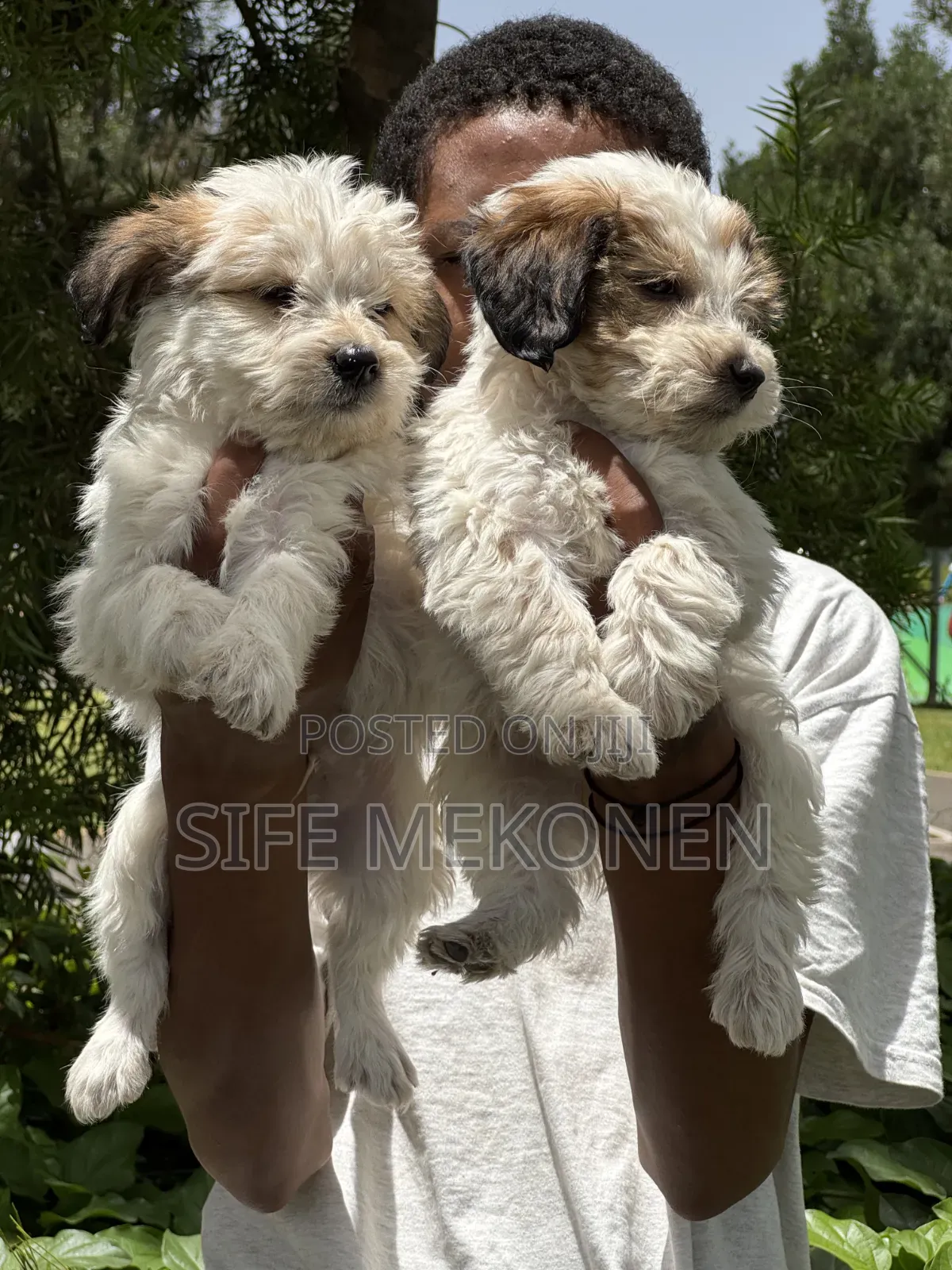 1-3 months Female Purebred Maltese