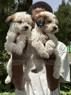 1-3 months Female Purebred Maltese