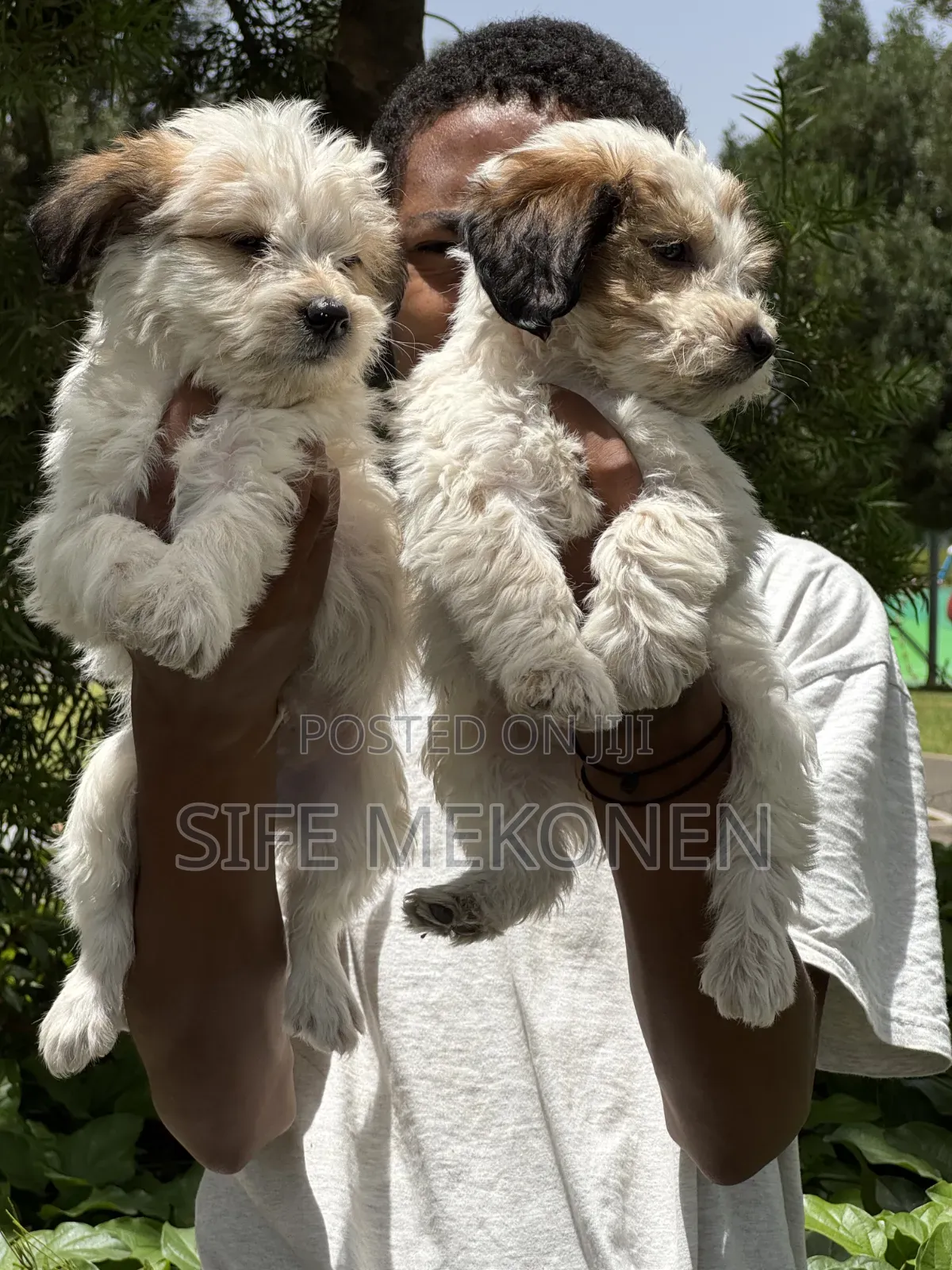 1-3 months Female Purebred Maltese