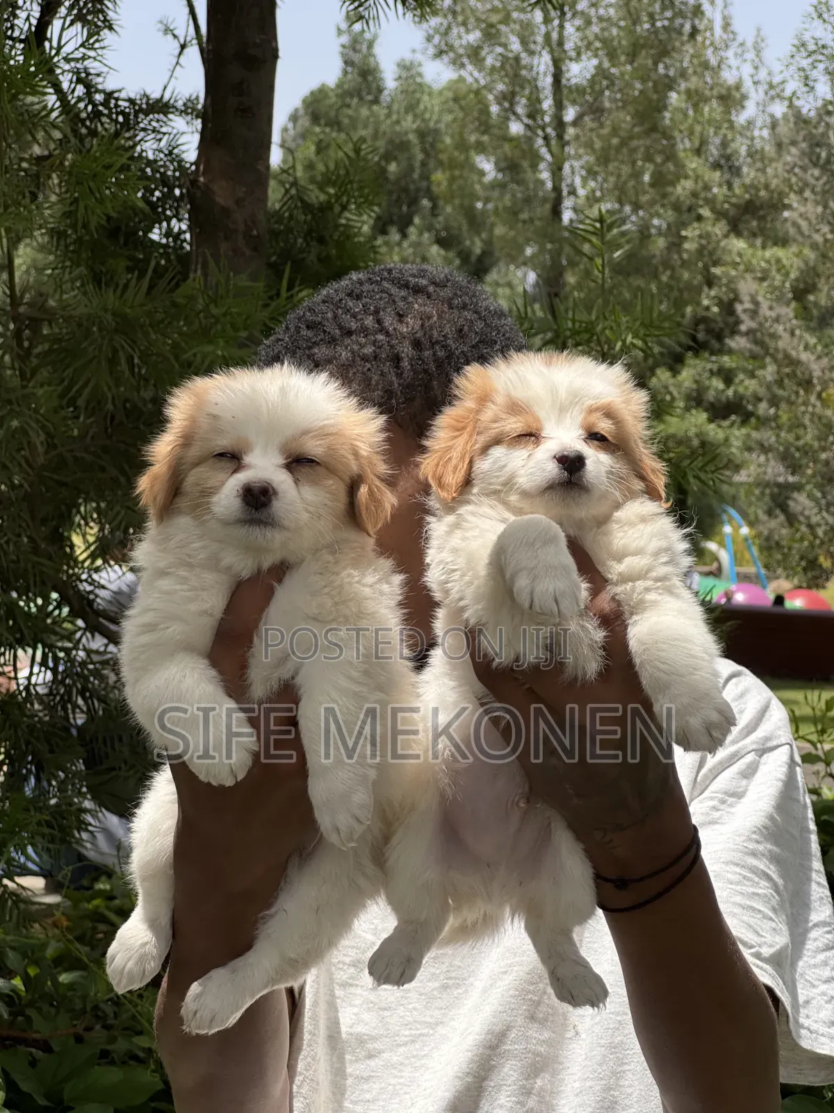 1-3 months Male Purebred Havanese