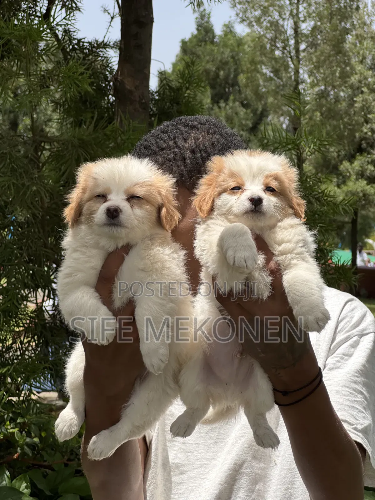 1-3 months Male Purebred Havanese
