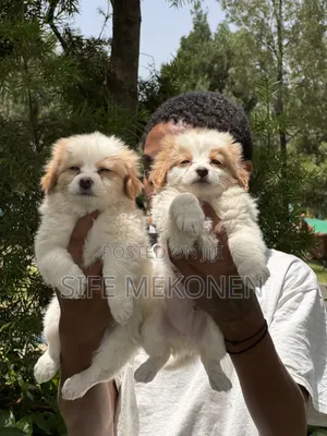 1-3 months Male Purebred Havanese