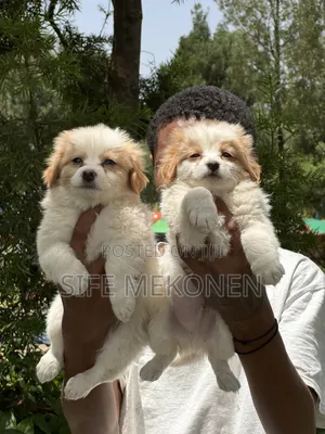 1-3 months Male Purebred Havanese