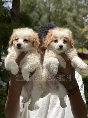 1-3 months Male Purebred Havanese