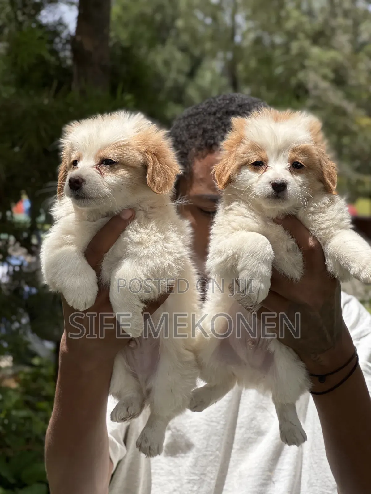 1-3 months Male Purebred Havanese