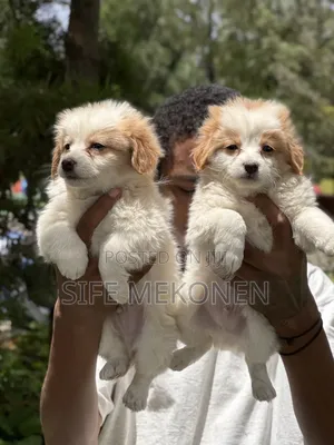 1-3 months Male Purebred Havanese