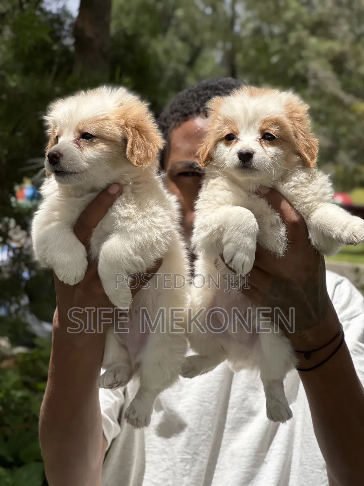1-3 months Male Purebred Havanese