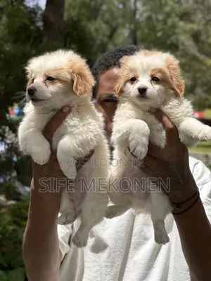 1-3 months Male Purebred Havanese