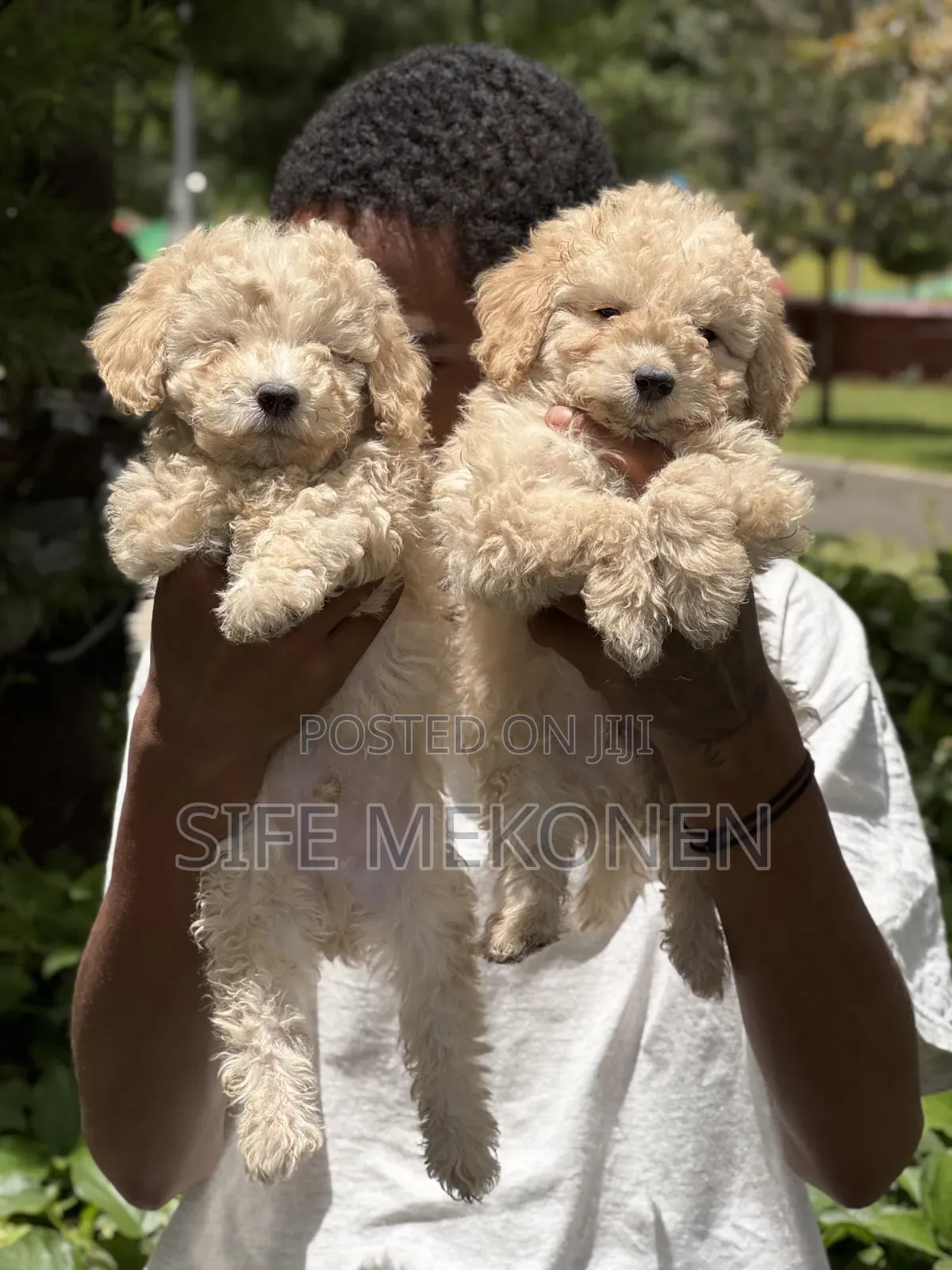 1-3 months Male Purebred Poodle