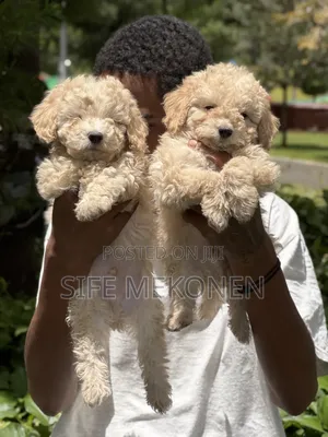 1-3 months Male Purebred Poodle