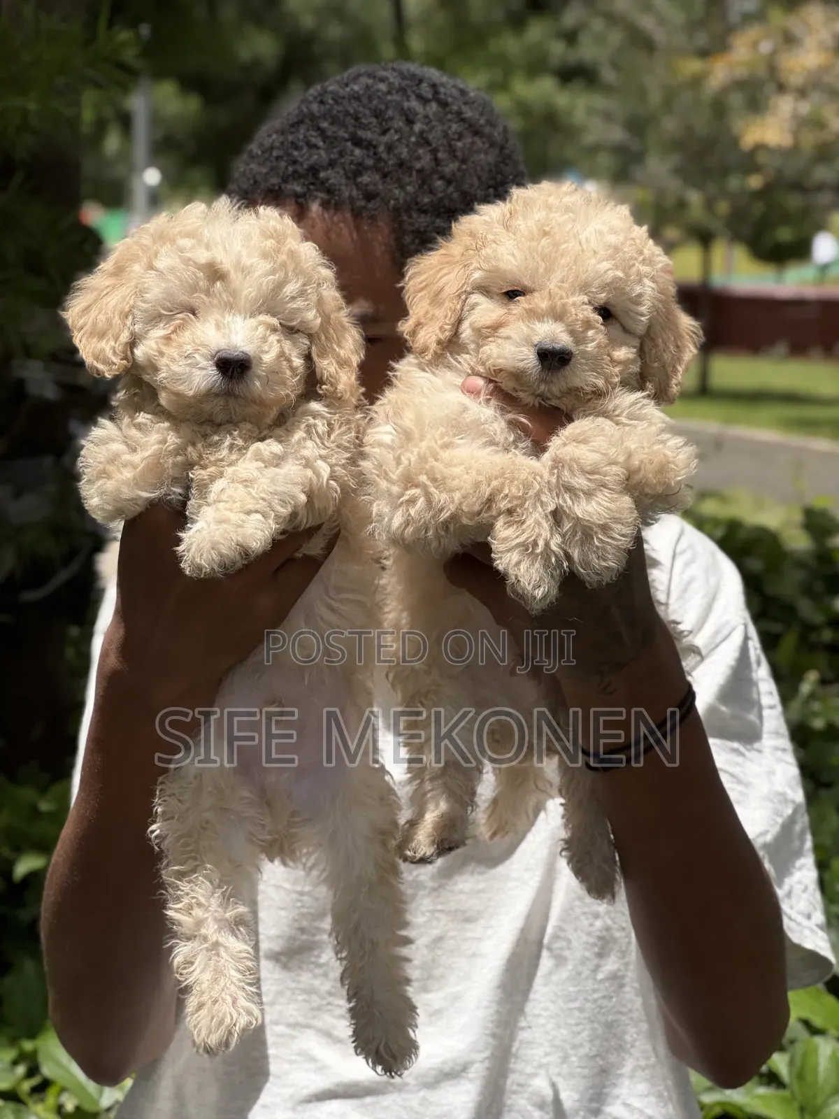 1-3 months Male Purebred Poodle