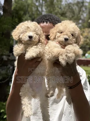 1-3 months Male Purebred Poodle