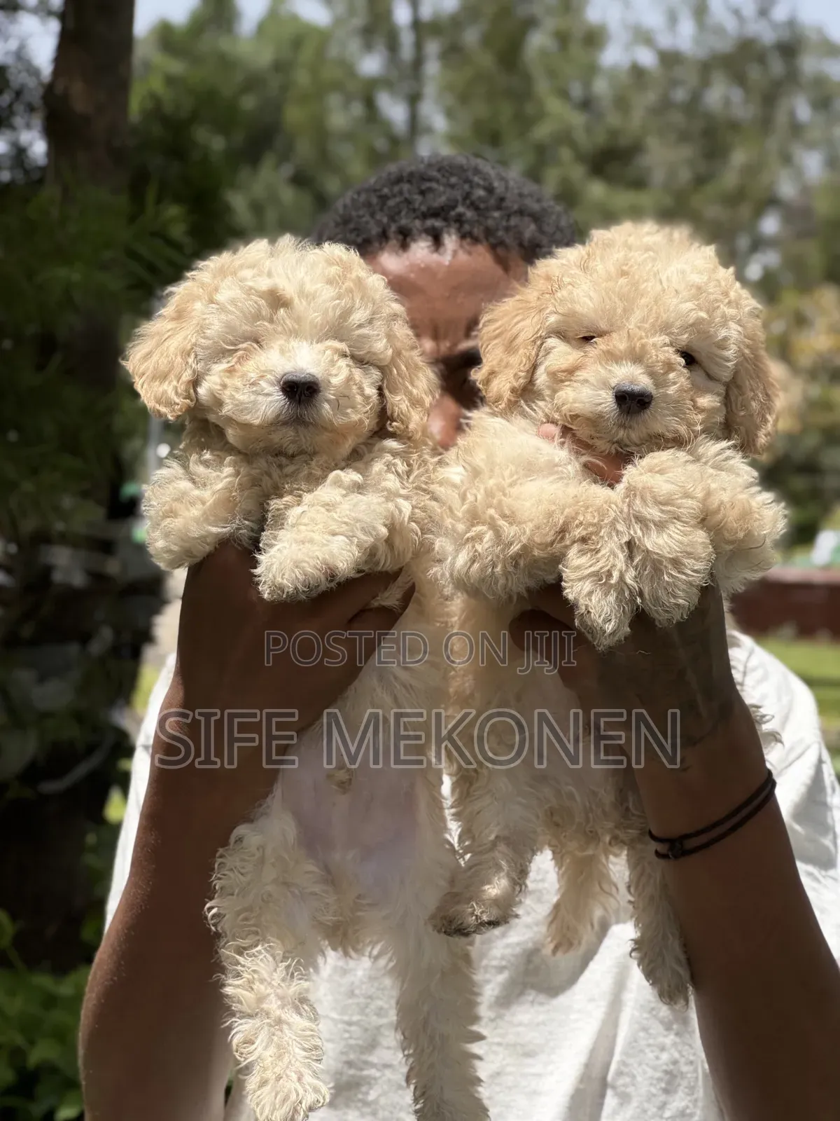 1-3 months Male Purebred Poodle