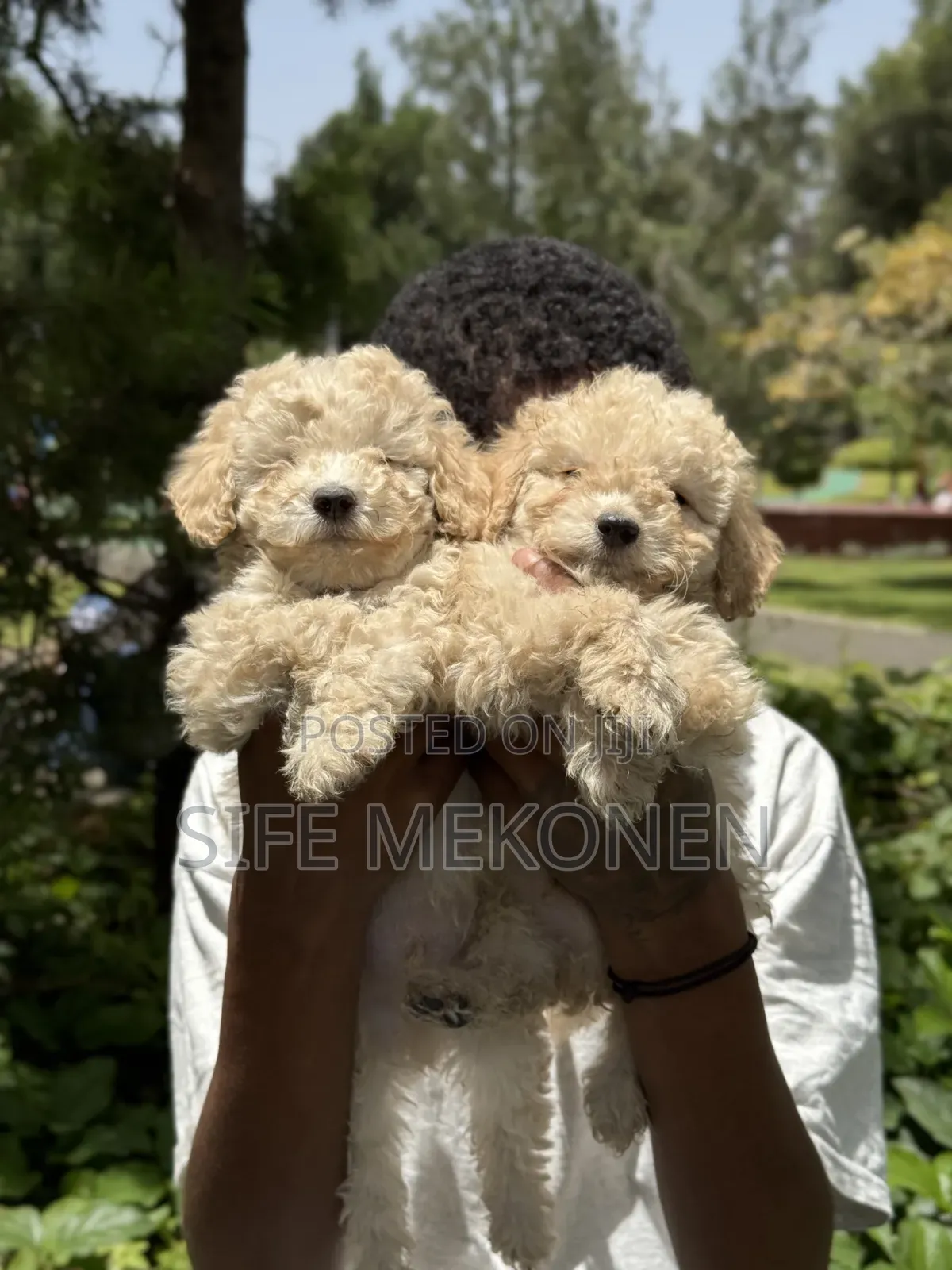 1-3 months Male Purebred Poodle
