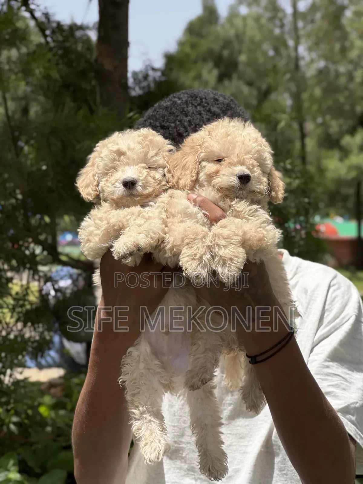 1-3 months Male Purebred Poodle