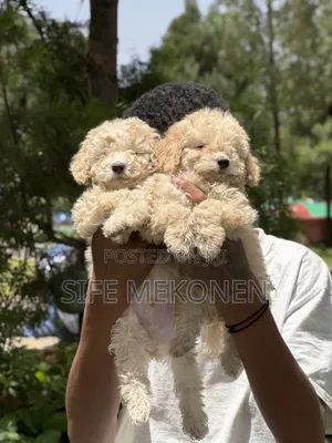 1-3 months Male Purebred Poodle