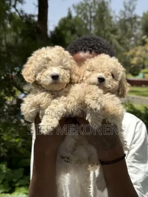 1-3 months Male Purebred Poodle