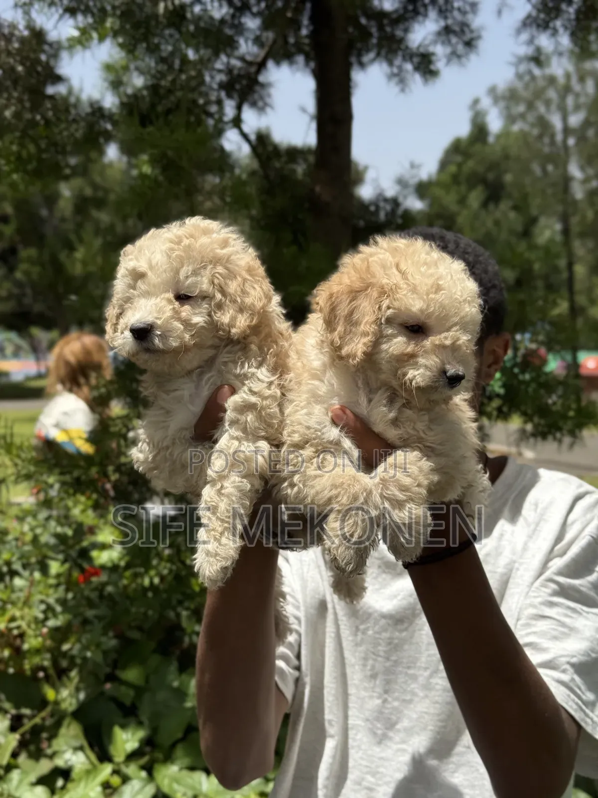 1-3 months Male Purebred Poodle