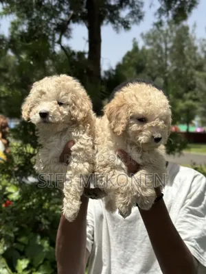 1-3 months Male Purebred Poodle