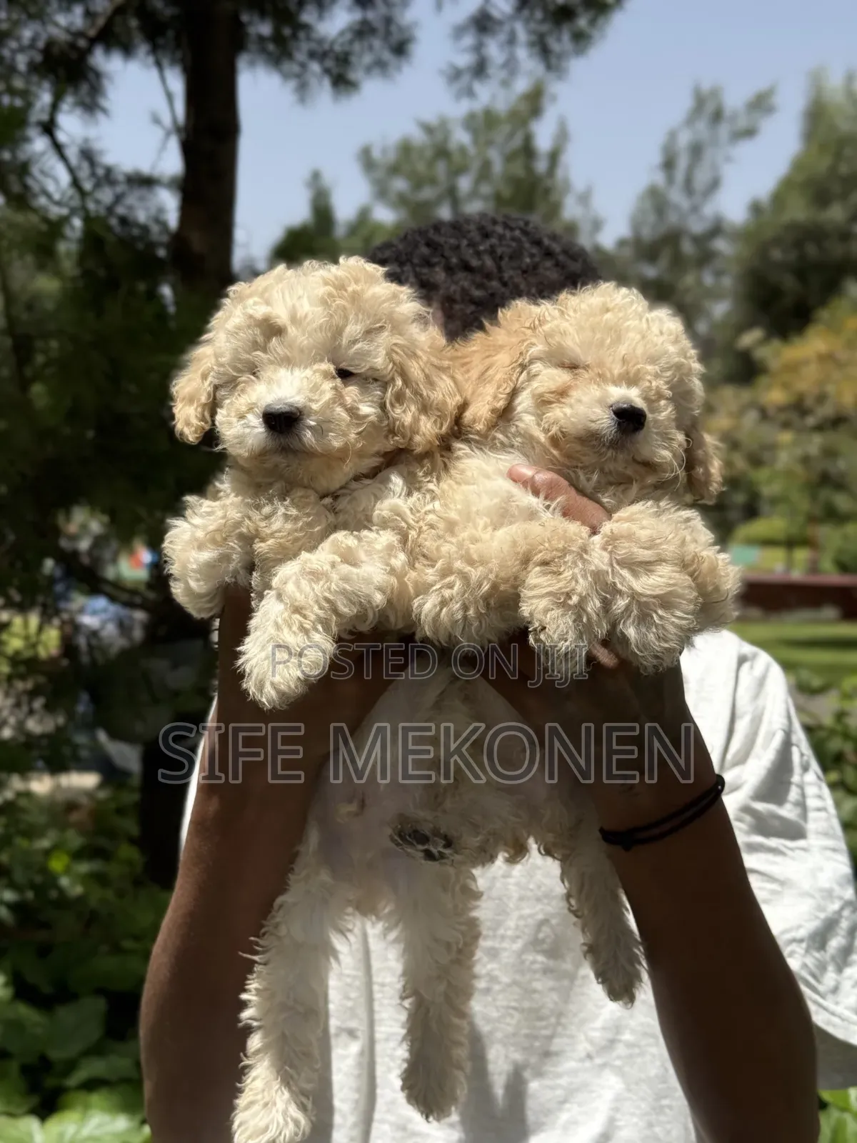 1-3 months Male Purebred Poodle