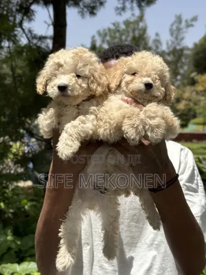 1-3 months Male Purebred Poodle