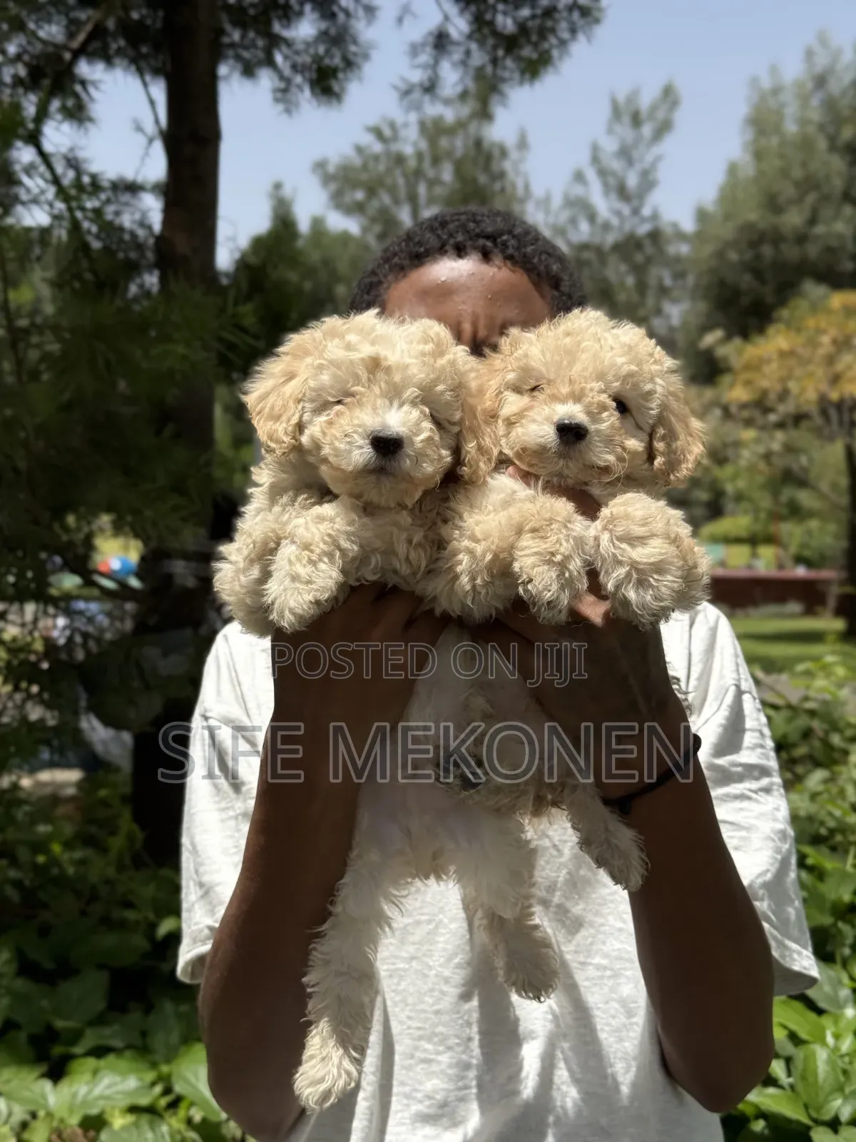 1-3 months Female Purebred Poodle