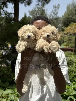1-3 months Female Purebred Poodle