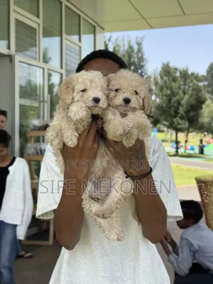 1-3 months Male Purebred Poodle