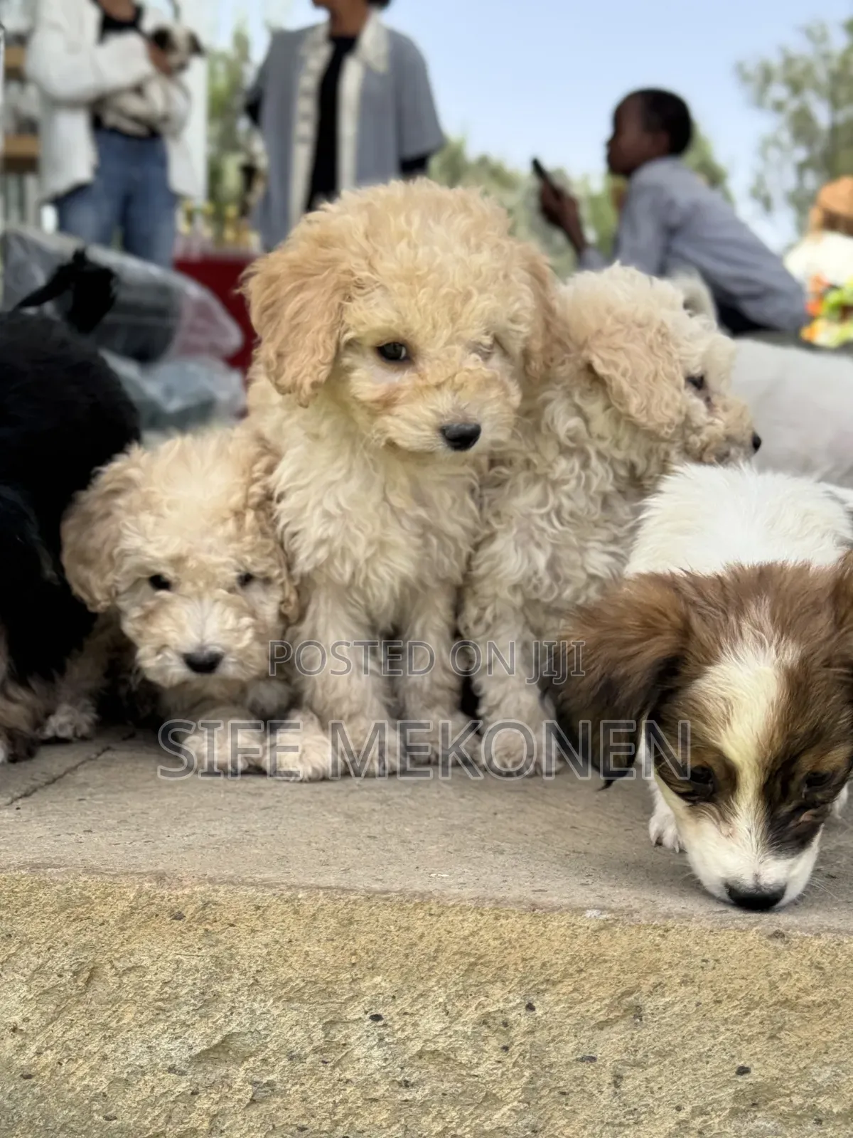 1-3 months Male Purebred Poodle