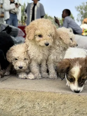1-3 months Male Purebred Poodle
