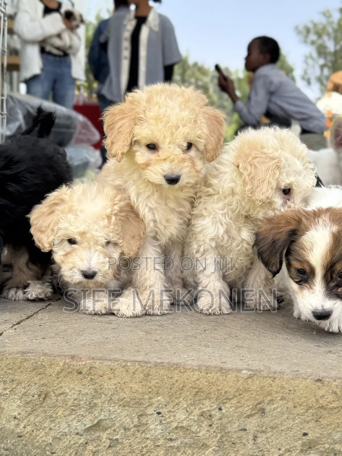 1-3 months Male Purebred Poodle