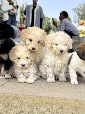 1-3 months Male Purebred Poodle
