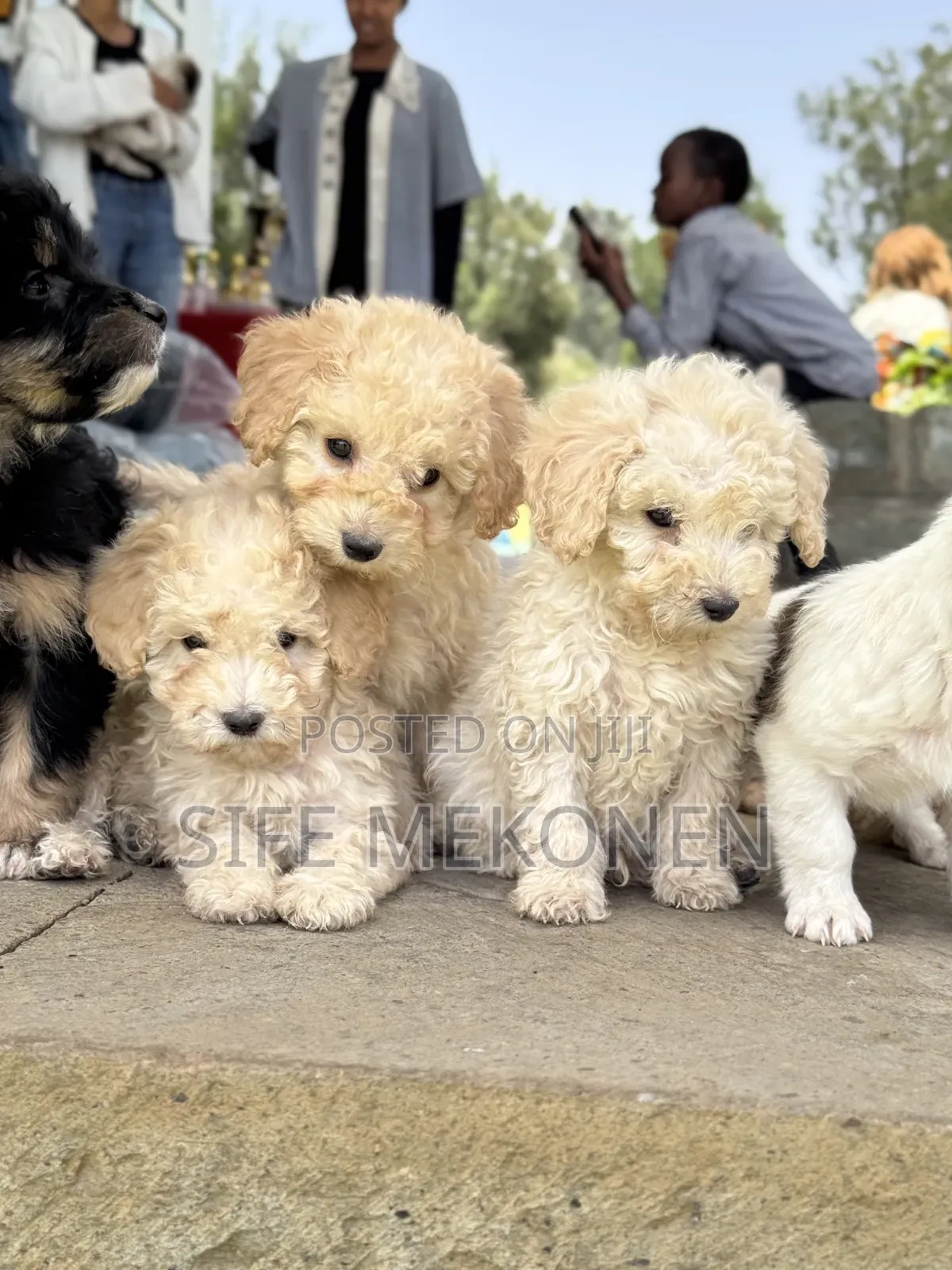1-3 months Male Purebred Poodle