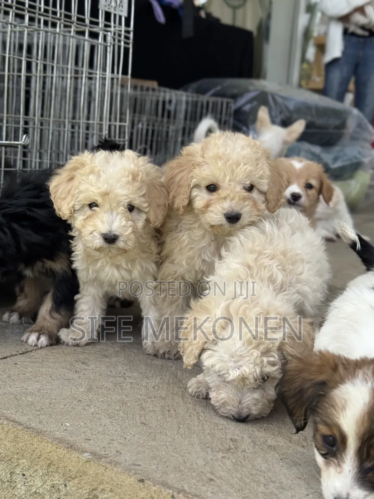 1-3 months Male Purebred Poodle