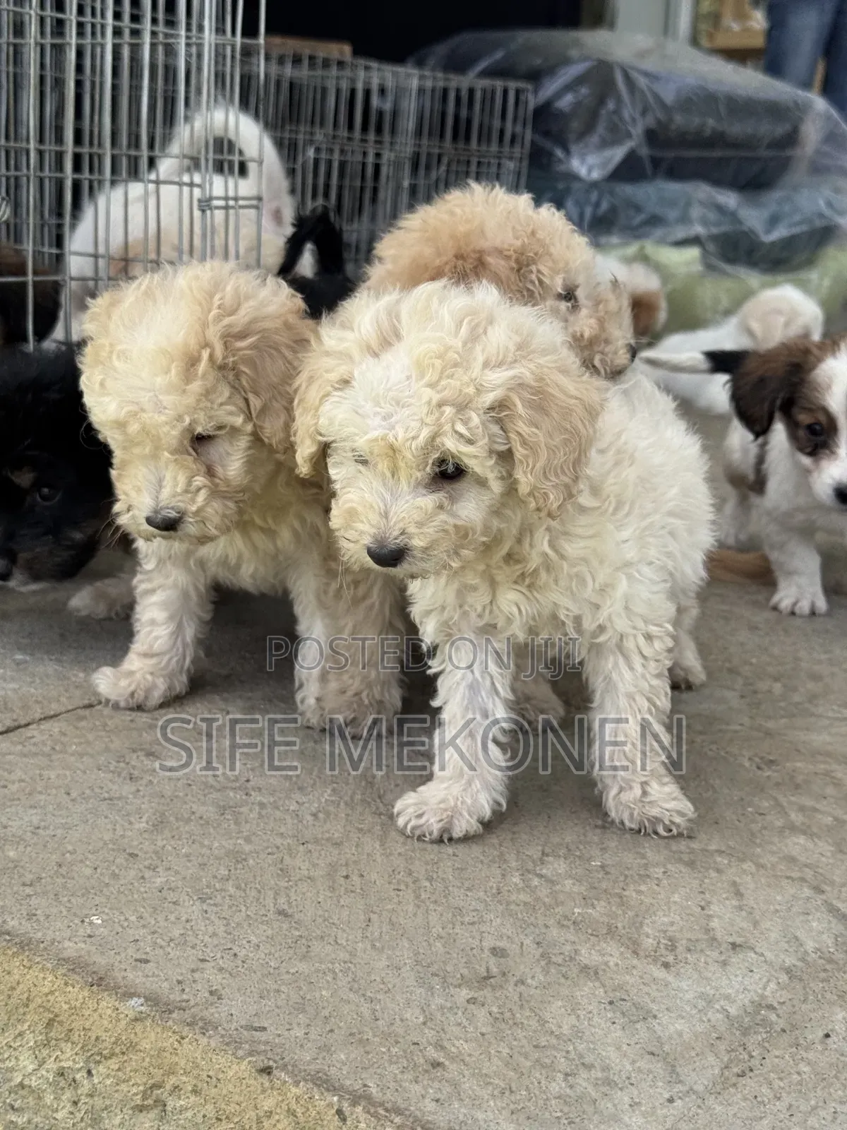 1-3 months Male Purebred Poodle