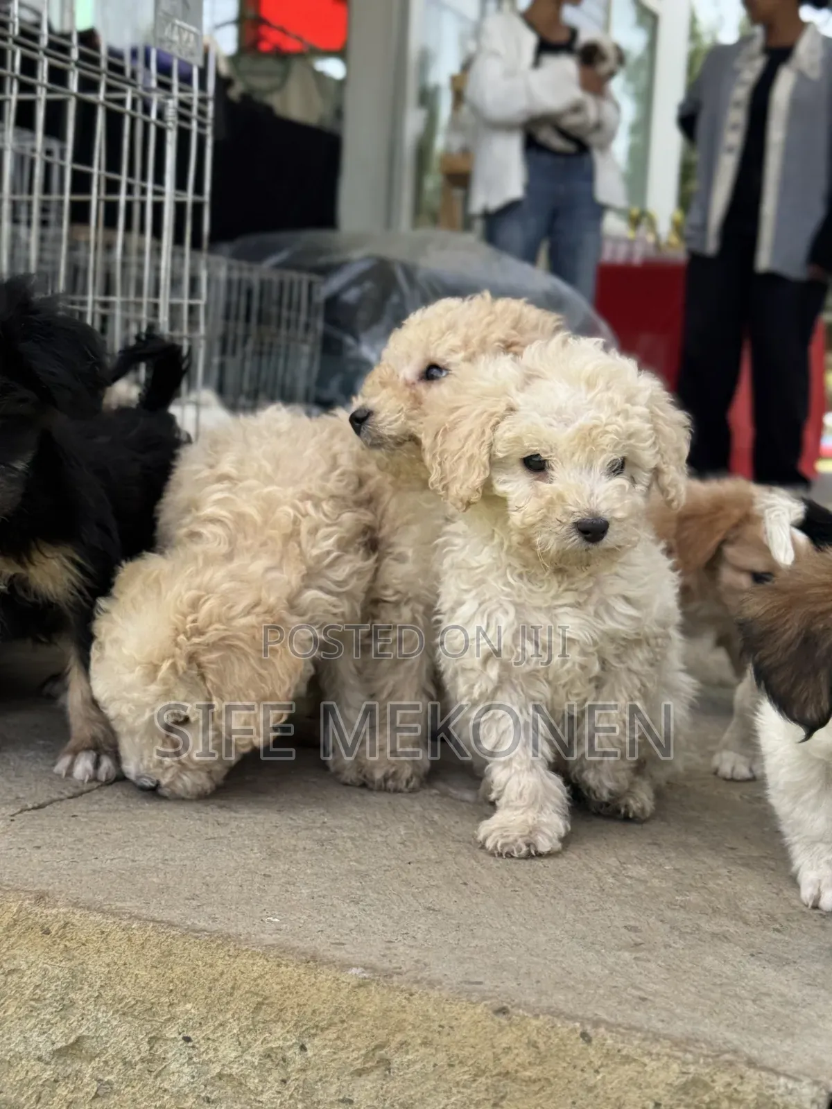 1-3 months Male Purebred Poodle
