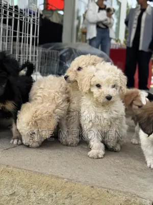 1-3 months Male Purebred Poodle