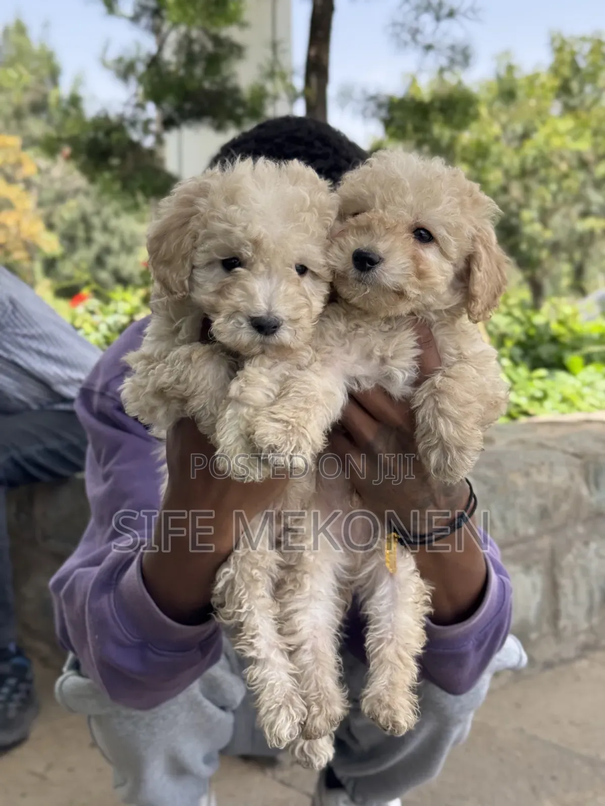 1-3 months Male Purebred Poodle