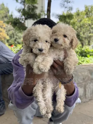1-3 months Male Purebred Poodle