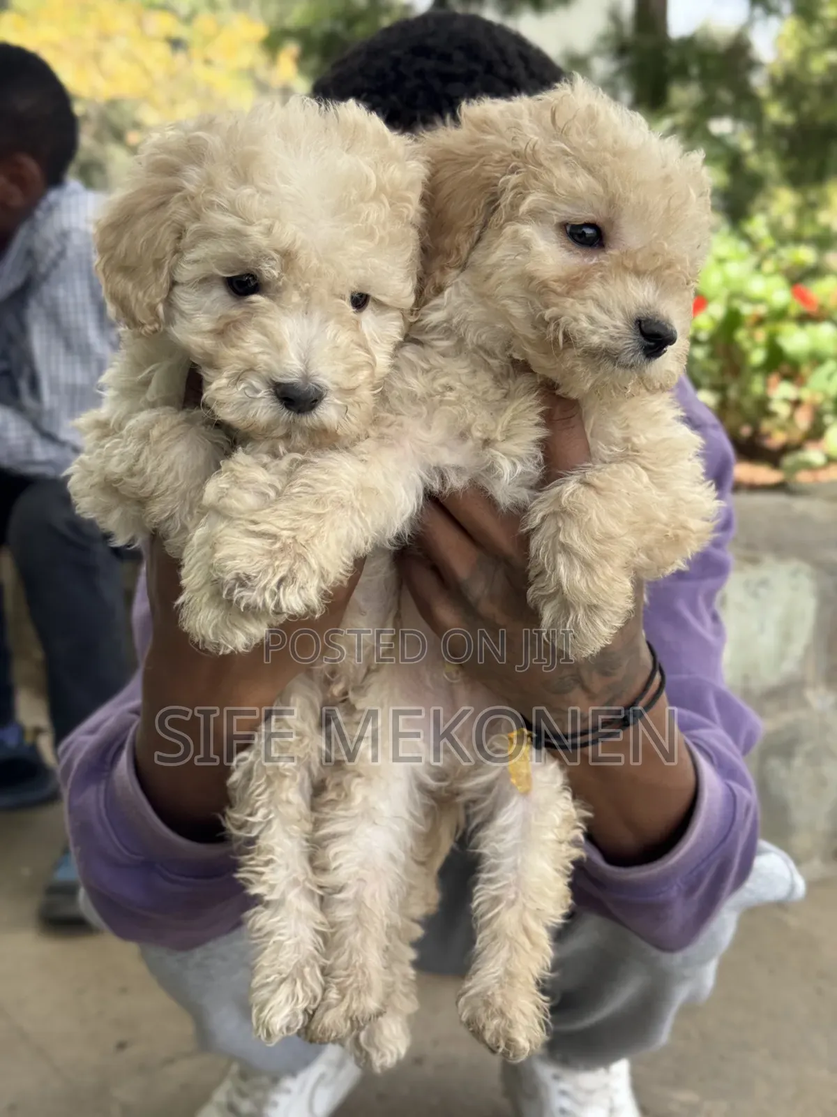 1-3 months Male Purebred Poodle