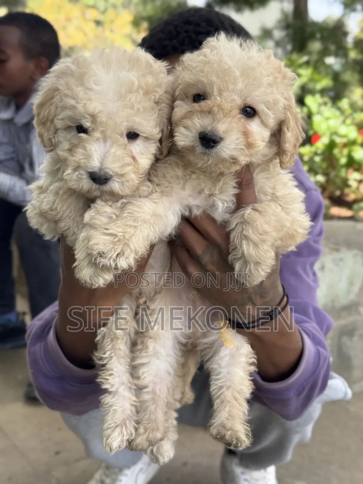 1-3 months Male Purebred Poodle