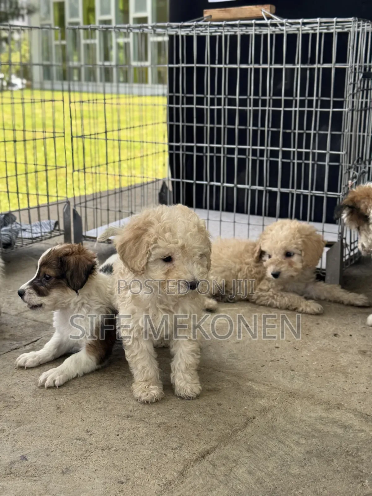 1-3 months Male Purebred Poodle