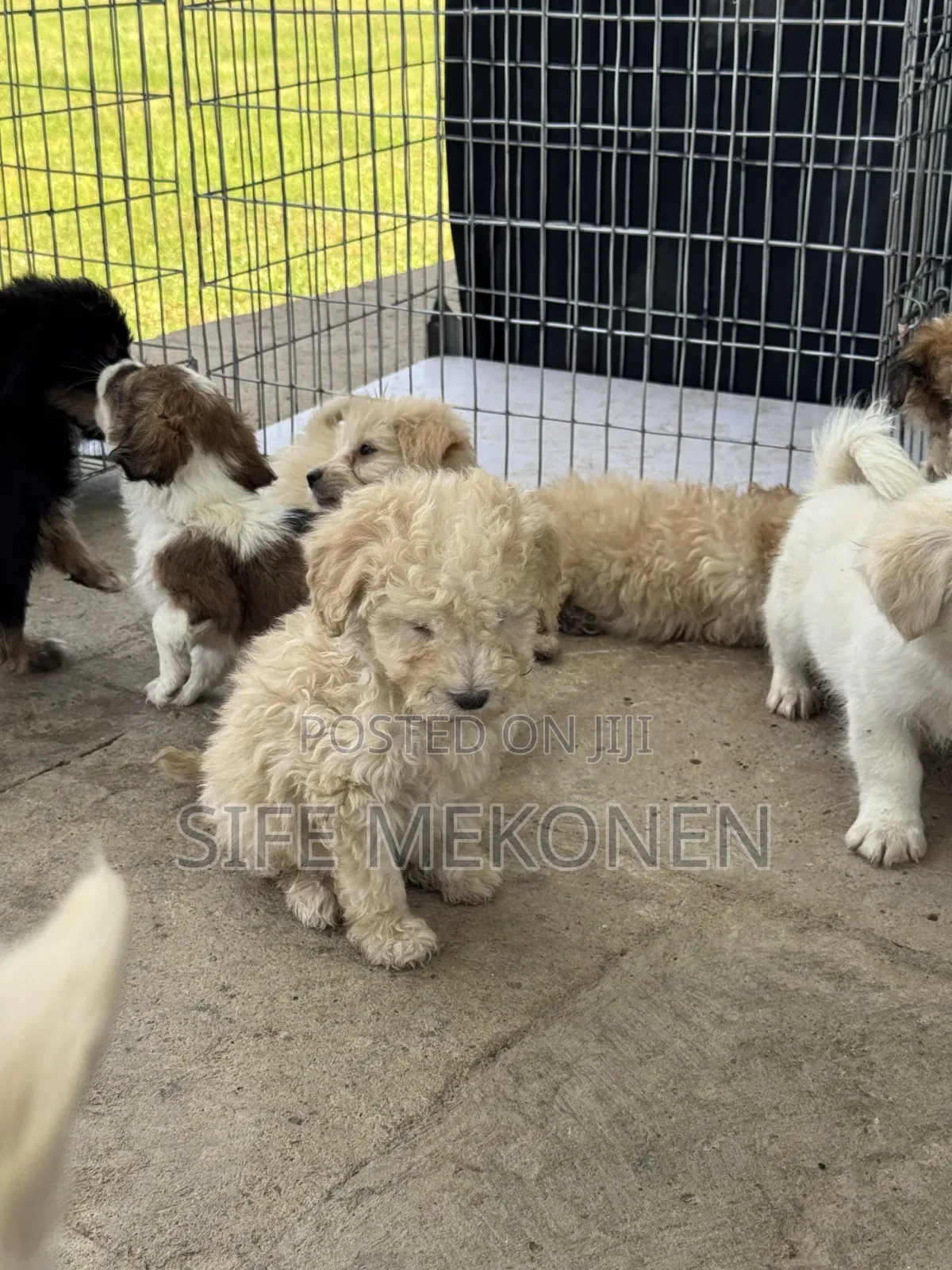 1-3 months Male Purebred Poodle